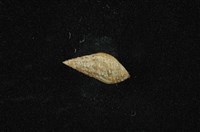 藏品(流紋蜷)的圖片